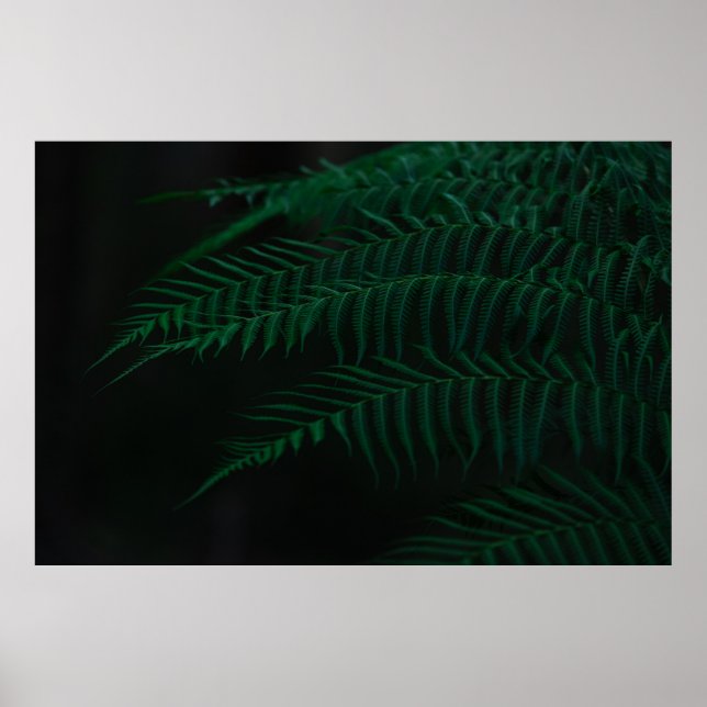 PÓSTER PLANTA VERDE FERNA EN FOTOGRAFÍA CERRADA (Frente)