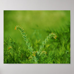 Póster Planta verde silvestre