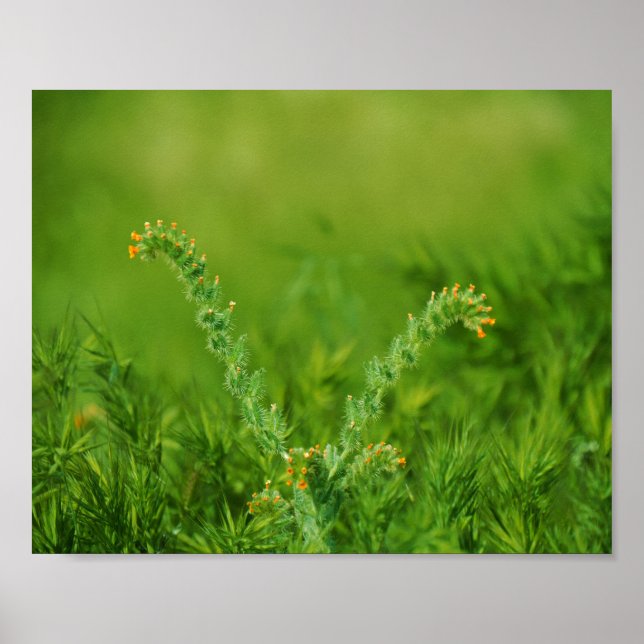 Póster Planta verde silvestre (Frente)