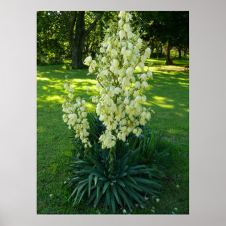 Póster Planta Yucca