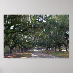 Póster Plantación Boone Hall Avenida de Robles