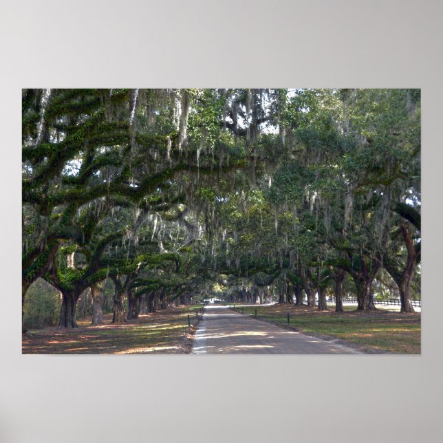 Póster Plantación Boone Hall Avenida de Robles (Frente)