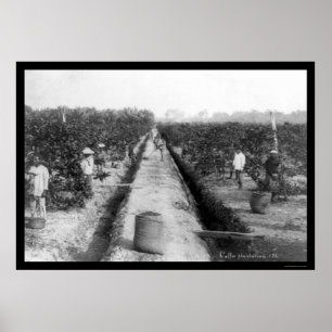 Póster Plantación de café de Singapur 1898