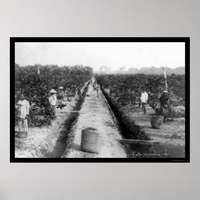 Póster Plantación de café de Singapur 1898 (Frente)
