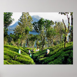 Póster Plantación de té