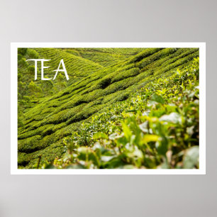 Póster Plantación de té