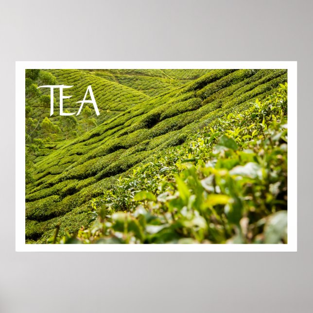 Póster Plantación de té (Frente)