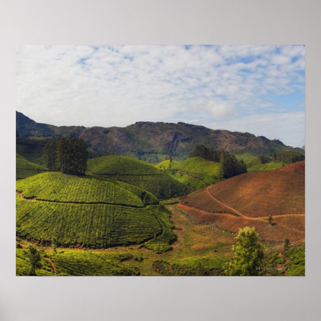 Póster Plantación de té Estado de Kerala, India (Frente)