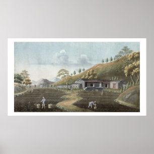 Póster Plantación de té (p/c sobre papel)