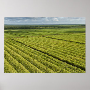 Póster Plantaciones de caña de azúcar, Guyana