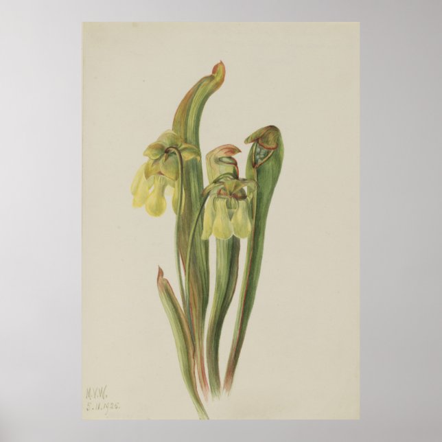 Póster Plantador de jareta (Sarracenia menor) (Frente)