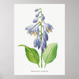 Póster Plantain Lily Hosta Flor Vintage Botánico
