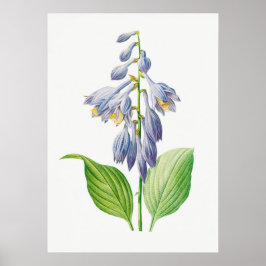 Póster Plantain Lily Hosta Flor Vintage Botánico