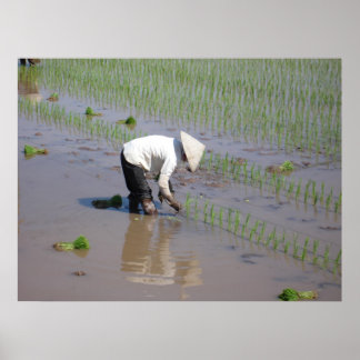 Póster Plantando arroz en los campos de Vietnam