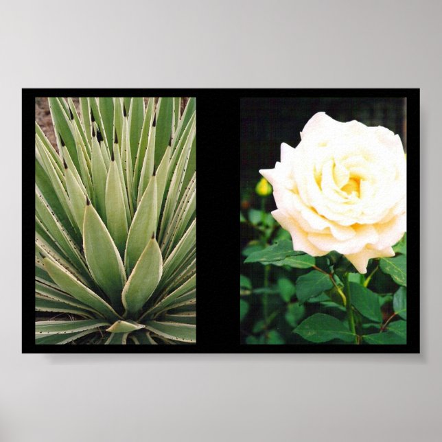 Póster Plantas (Frente)