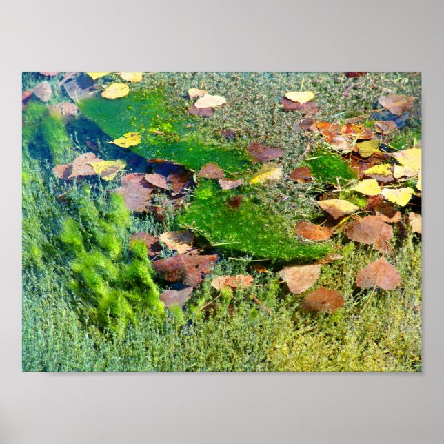 Póster Plantas acuáticas en el Lincoln Park III - Saturat (Frente)