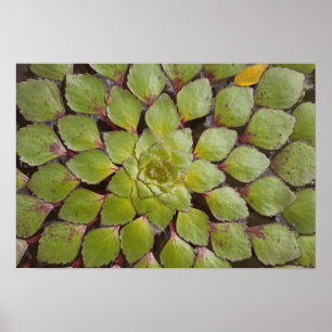 Póster Plantas Acuáticas Rupununi, Guyana.