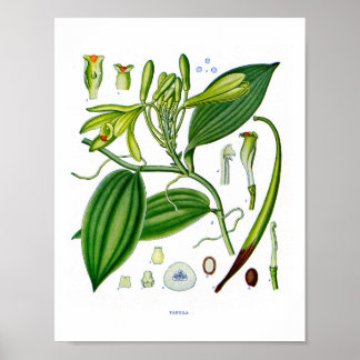Póster Plantas Botánicas A:Vainilla