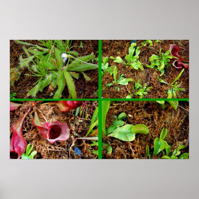 Póster Plantas carnívoras (Frente)