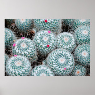 Póster Plantas de cactus con flores rosadas muy pequeñas