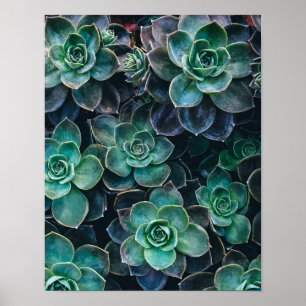 Póster Plantas de Cactus de Relajación Azul Verde Suculen