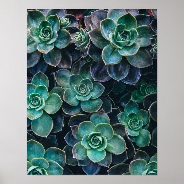 Póster Plantas de Cactus de Relajación Azul Verde Suculen (Frente)