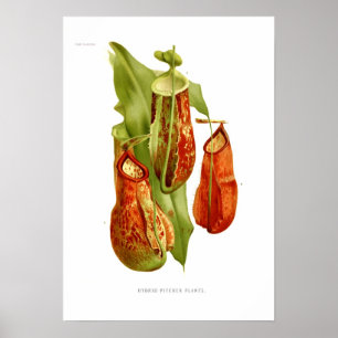 Póster Plantas de cocina