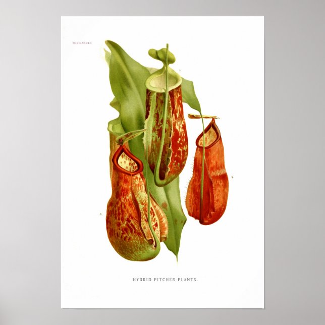 Póster Plantas de cocina (Frente)