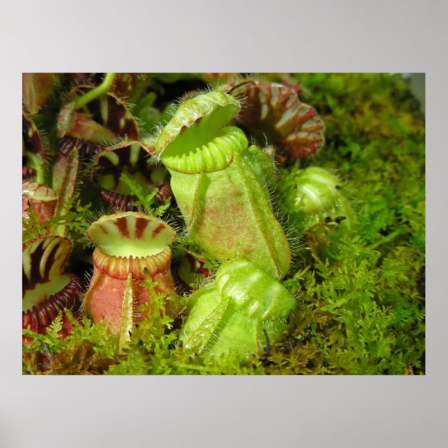 Póster Plantas de cocina (Frente)