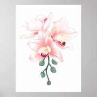 Plantas de flores de orquídeas de corte Orquídea y
