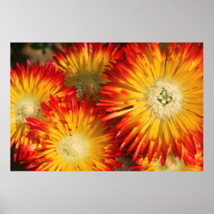 Póster Plantas De Hielo (Lampranthus Aureus) En Bloom