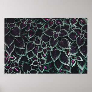 Póster Plantas de hoja verde y marrón