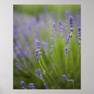 Póster Plantas de lavanda 2