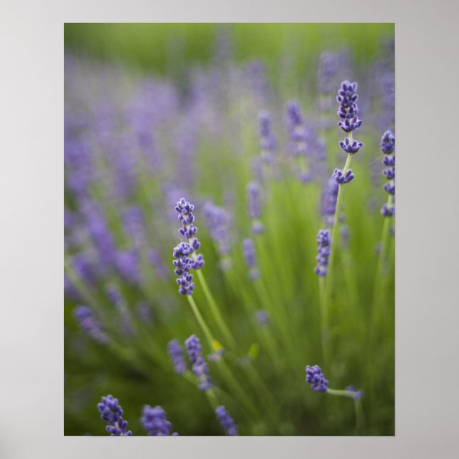 Póster Plantas de lavanda 2 (Frente)