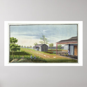 Póster Plantas de té de soldadura (con papel)