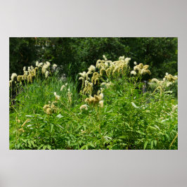 Póster Plantas De Verano En El Parque