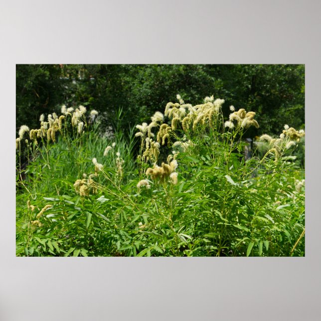 Póster Plantas De Verano En El Parque (Frente)