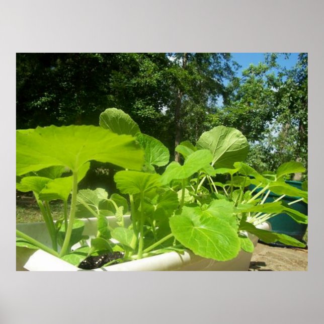 Póster Plantas de zucchini para bebés en el porche delant (Frente)