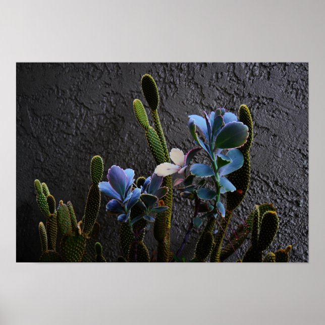 Póster Plantas del desierto (Frente)