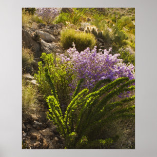 Póster Plantas del desierto de Chihuahua en flor