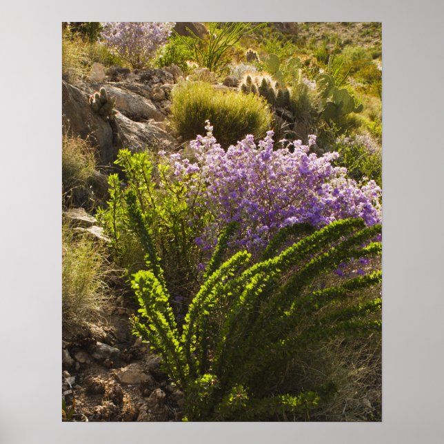Póster Plantas del desierto de Chihuahua en floración (Frente)