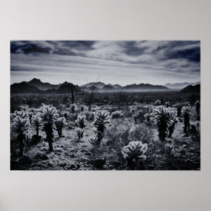 Póster Plantas del desierto de Teddy Bear Cholla Cactus