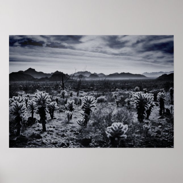 Póster Plantas del desierto de Teddy Bear Cholla Cactus (Frente)