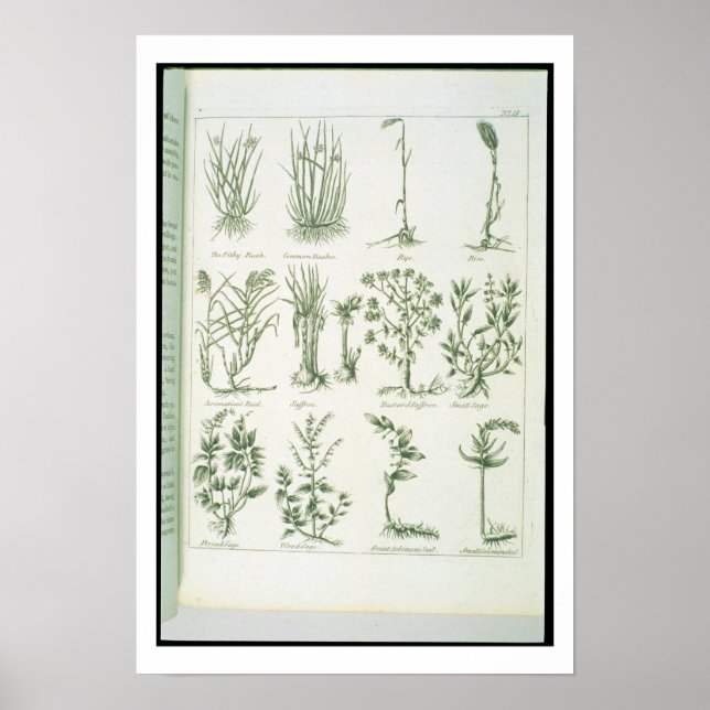 Póster Plantas del 'English Physician and Comp' de Culpep (Frente)