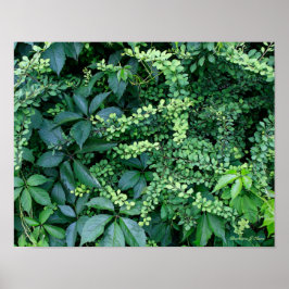 Póster plantas del jardín de Ken