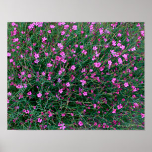 Póster plantas del jardín de Ken