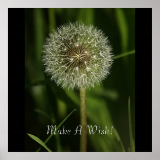 Póster Plantas e imágenes de agua