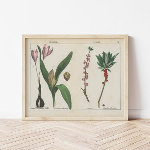 Póster Plantas envenenadas   Charlotte Mary Yonge