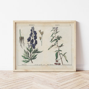 Póster Plantas envenenadas   Charlotte Mary Yonge