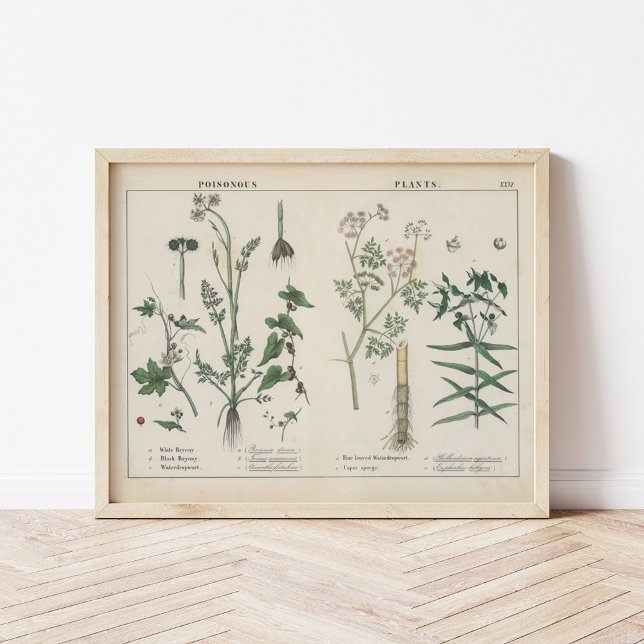 Póster Plantas envenenadas | Charlotte Mary Yonge (Subido por el creador)
